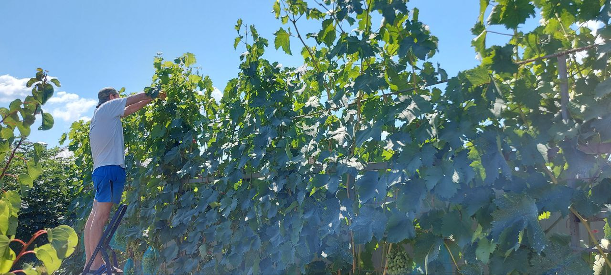 Обрезка винограда.