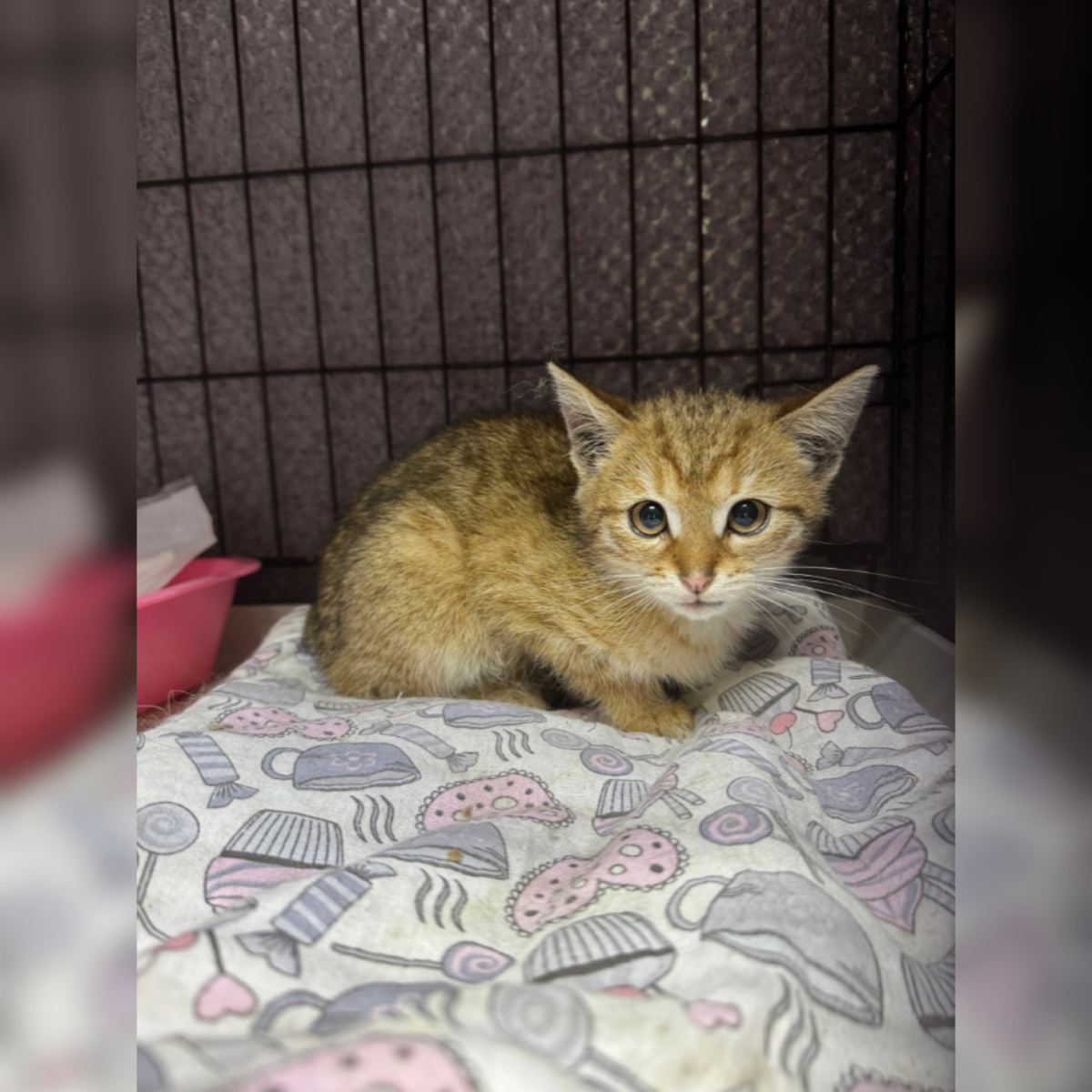 Рысюню нашли на улице.