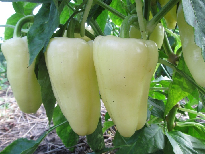 Вот почему перцы мелкие, не растут, тонкостенные, сухие: агрономы советуют - 3 неявных причины. И как помочь перцам стать крупными, мясистым