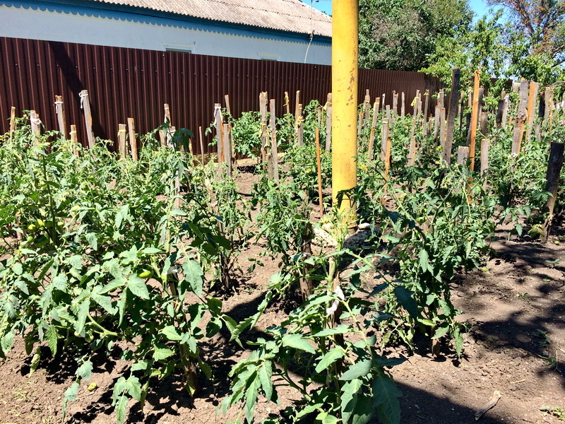 Маленький огород.