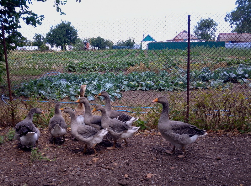 Огород на поле за садом отделён сеткой рабицей. Гуси уничтожили в саду все сорняки и с завистью поглядывают на огородные посадки.