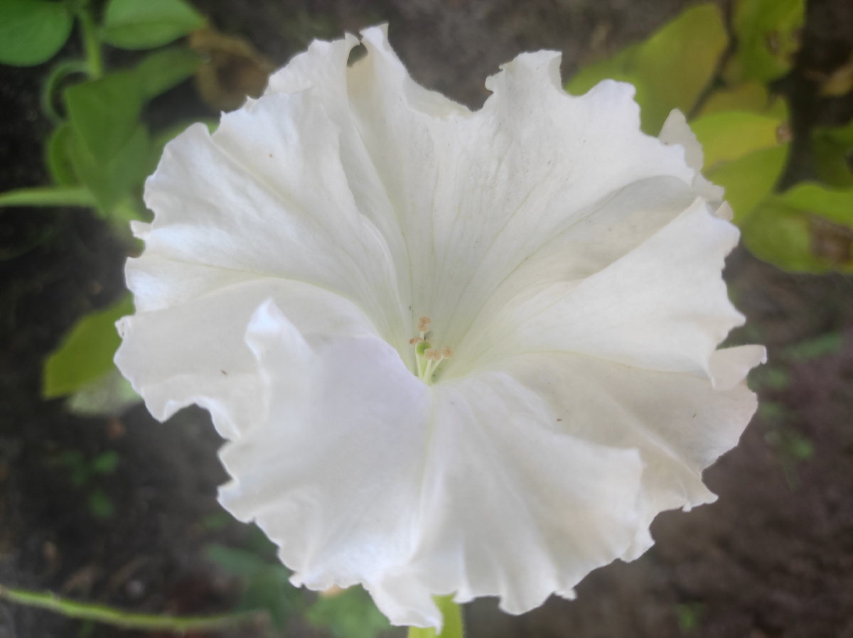 Фото автора, петуния бахромчатая Афродита белая от агрофирмы Поиск, 22 июля 2025 года