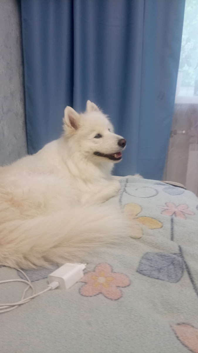 Как вам моя собака?🪽