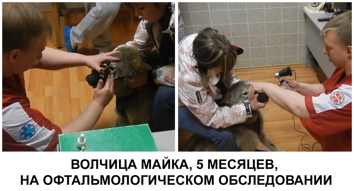 Рисунок 9. Волчица Майка, 5 месяцев, на офтальмологическом обследовании (Фото Перепечаева К.А.)