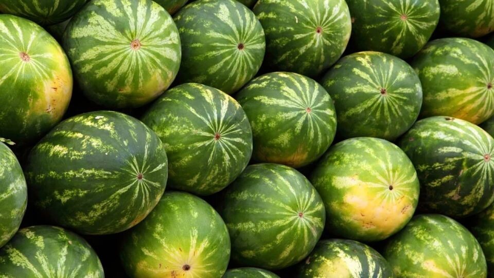    Арбузы. Источник: pixabay.com