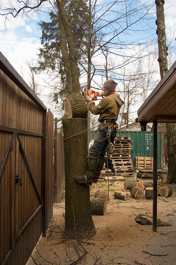 Я распиливаю чурбачок прямо на стволе дерева