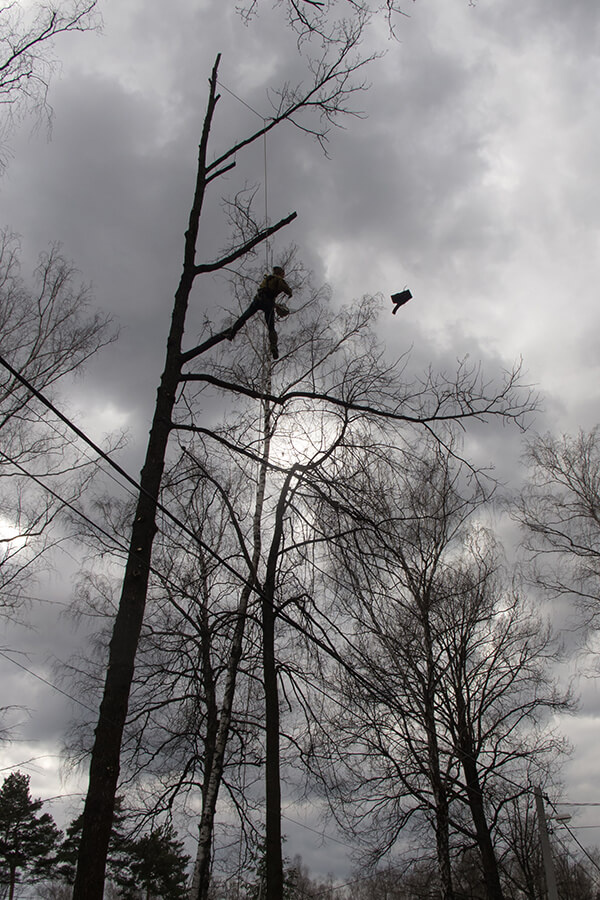 Я пилю ветки дуба