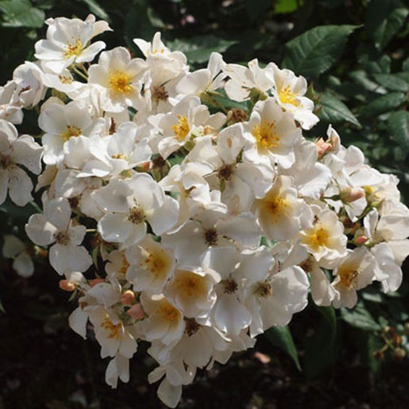 Роза "Розалита".