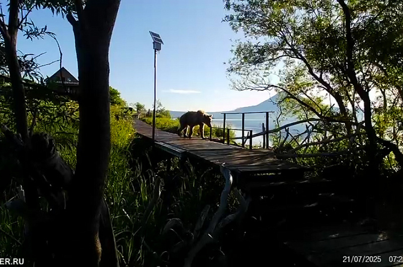 Лиана Варавская