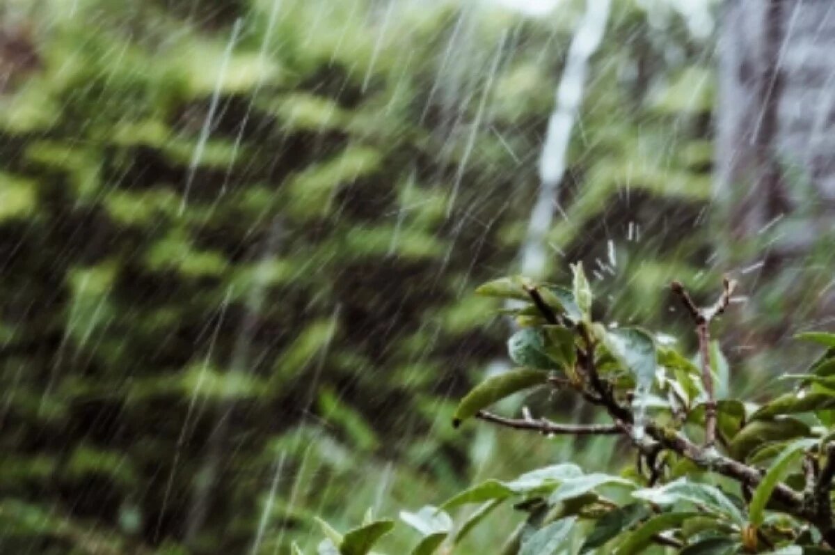    В омском парке нашли тело бизнесмена Мацелевича