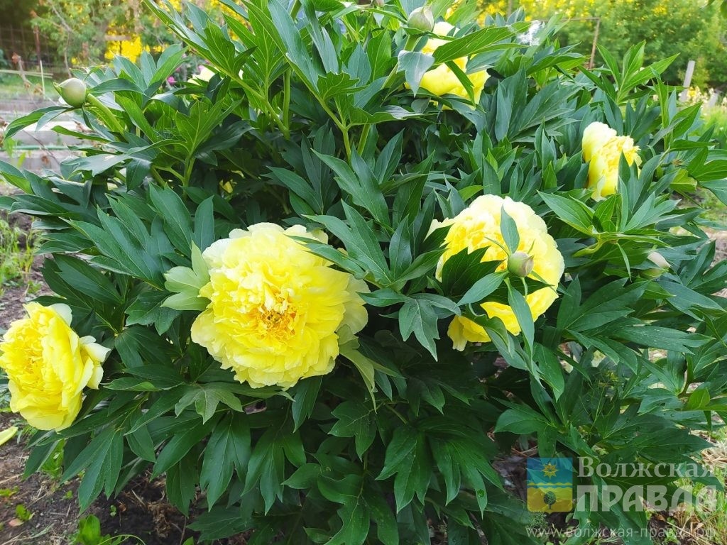     Ягода-черника уведёт от лиха: как в духе традиций провести 22 июля
