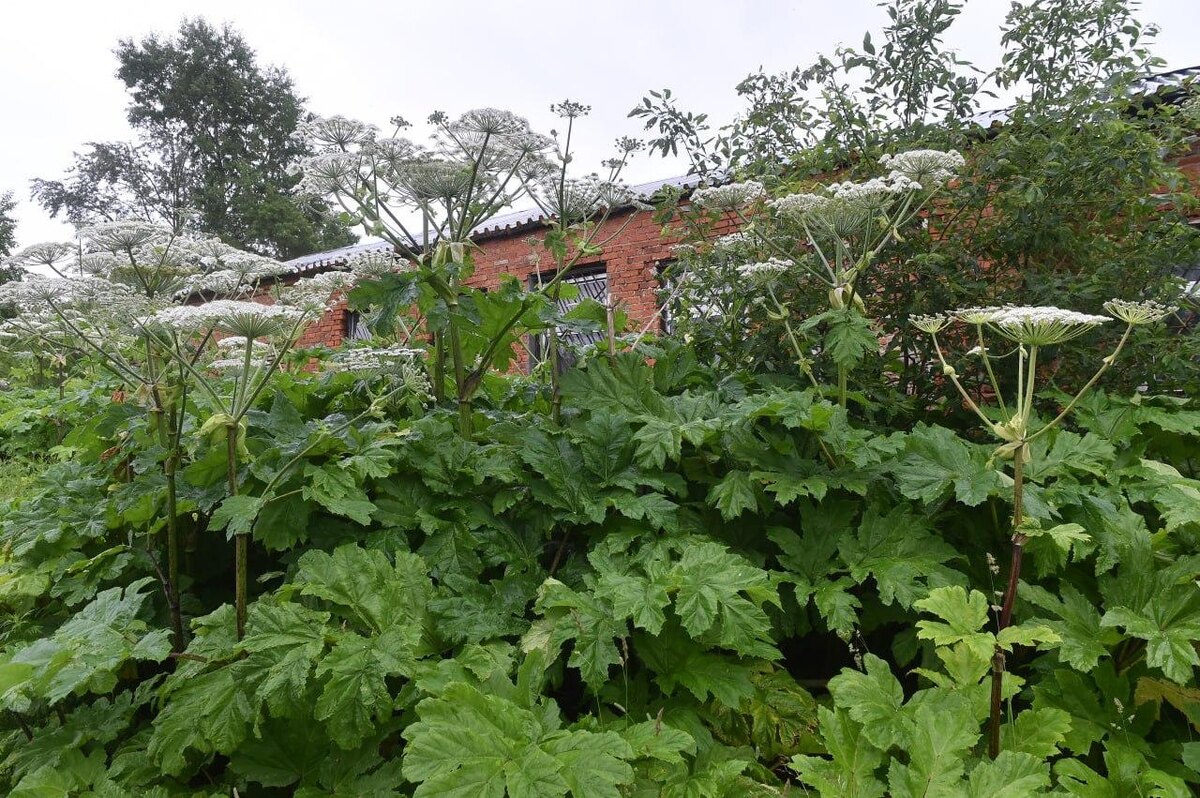    © Константин Долгановский