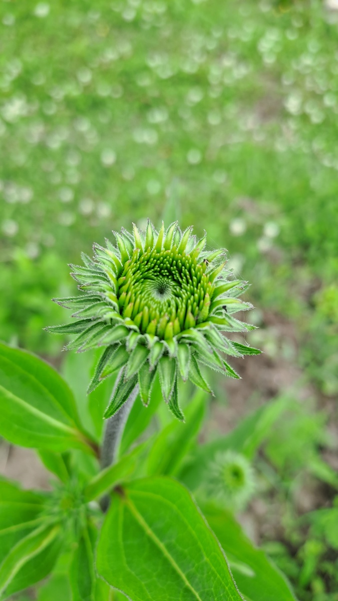 Вначале была зелёная корзиночки, напоминающая раскрывающийся чертополох😆