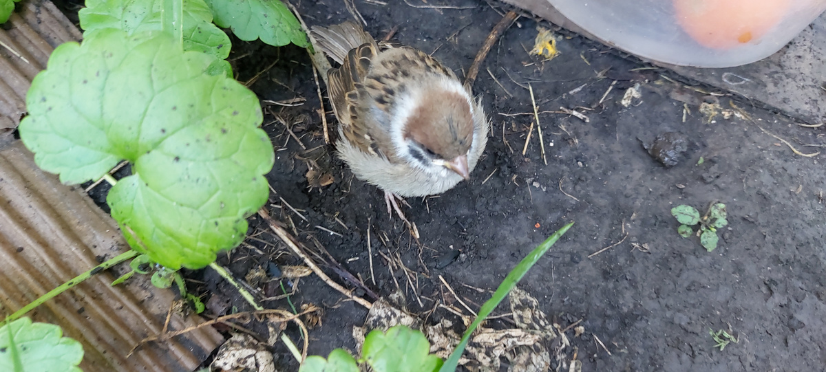 Слушал внимательно мои нотации. У нас в саду курсируют соседские коты, но поблизости их не было видно, а то была бы трагедия всей его воробьиной жизни