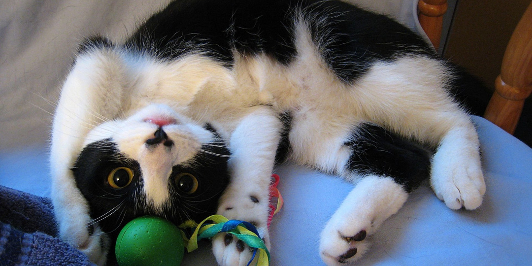 Говорим на кошачьем: 7 способов найти контакт с кошкой (и помириться тоже)