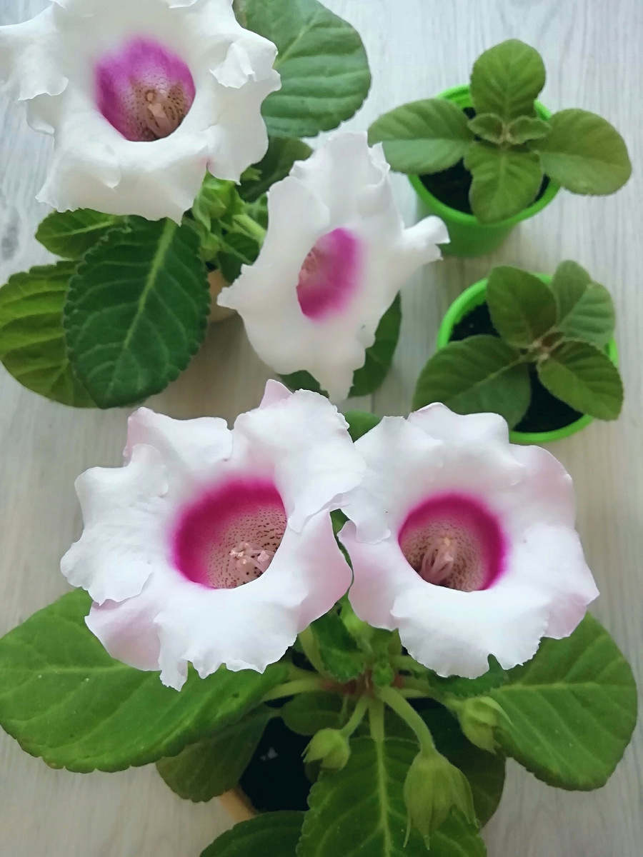 Мои первые глоксинии