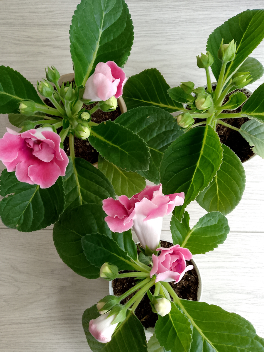 Самые стойкие глоксинии