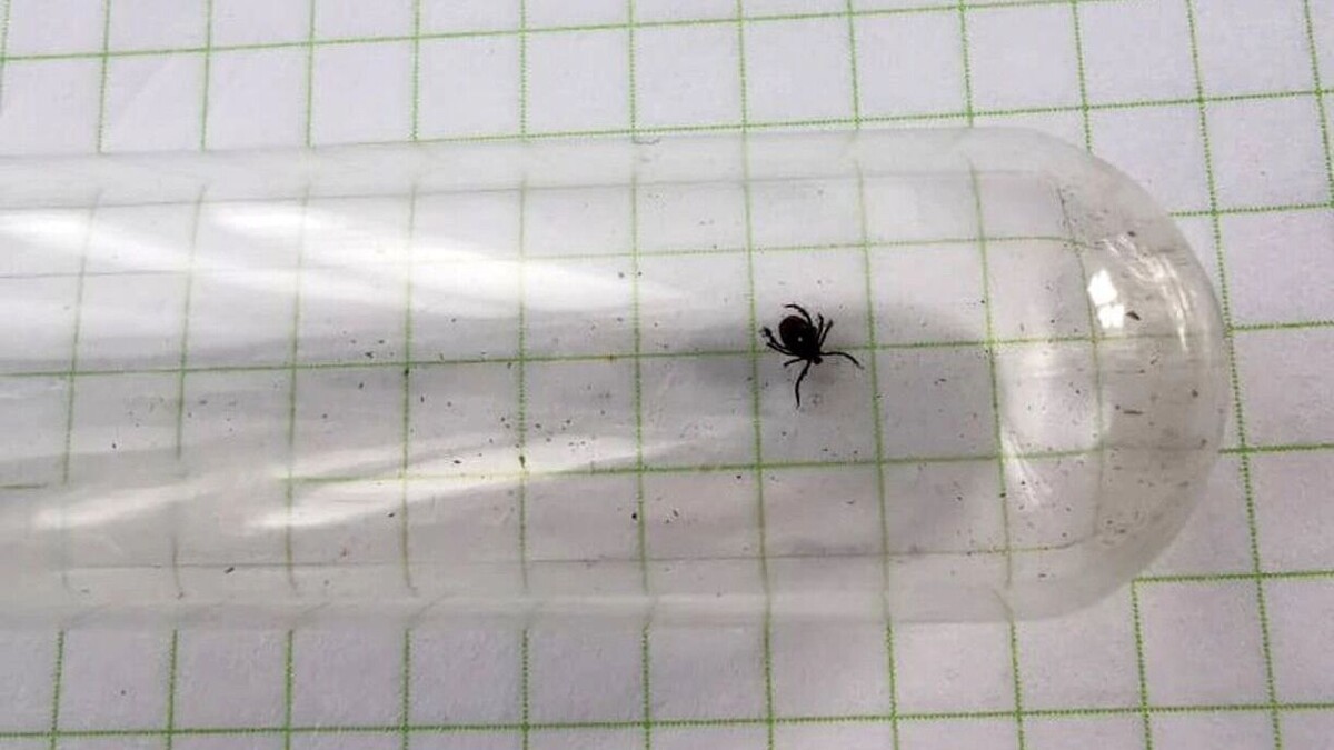     Источник: 1MI