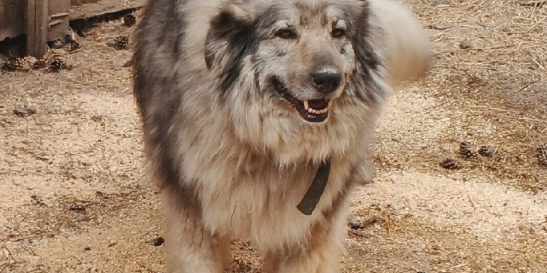 Берта: история о верности, потере и новой надежде