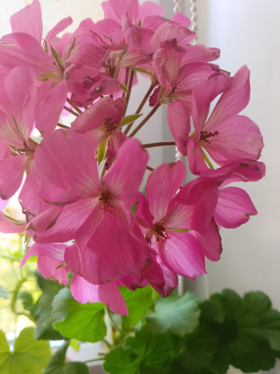 фото автора:герань цветет