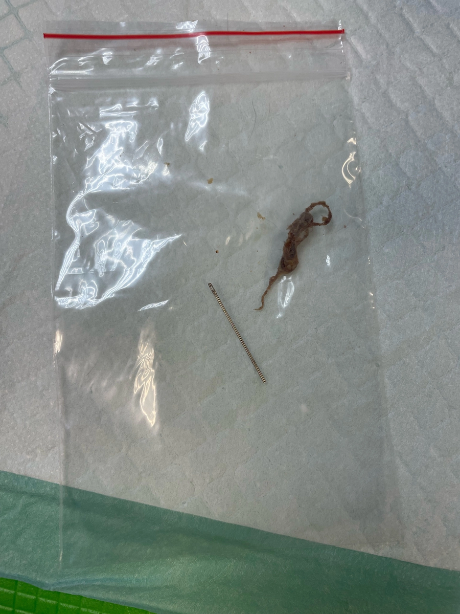 Игла, извлеченная из желудка кота при помощи эндоскопического оборудования.