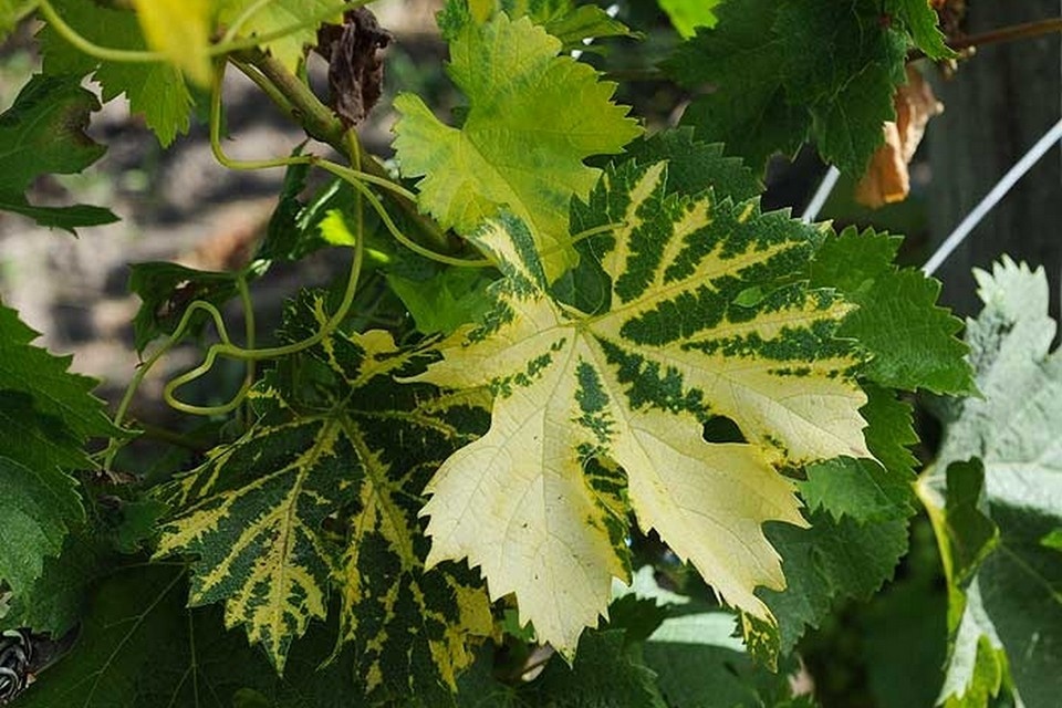 Виноград, пораженный вирусной болезнью fanleaf