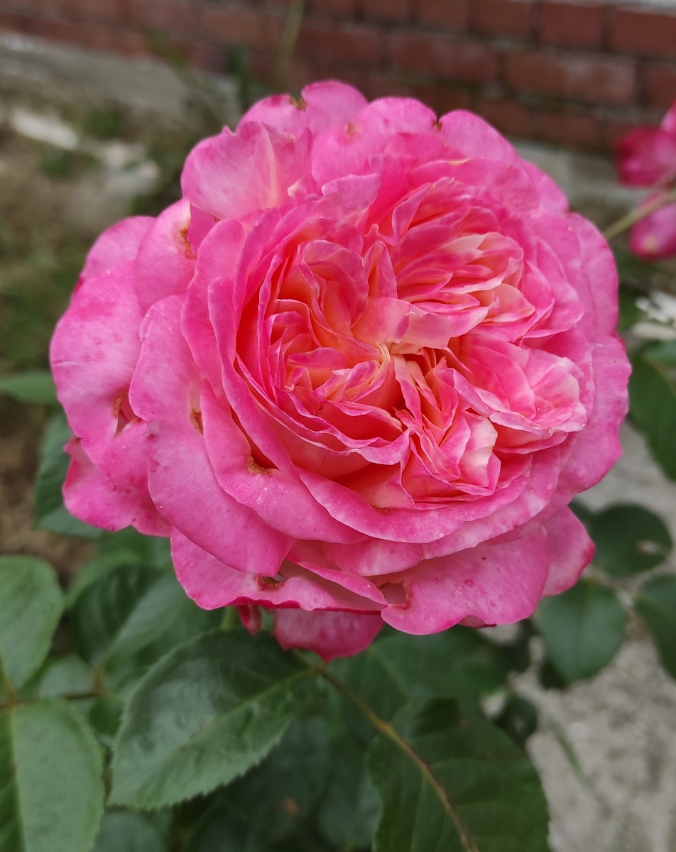 Много лет подряд мой родной возил меня в питомник, за розами. 