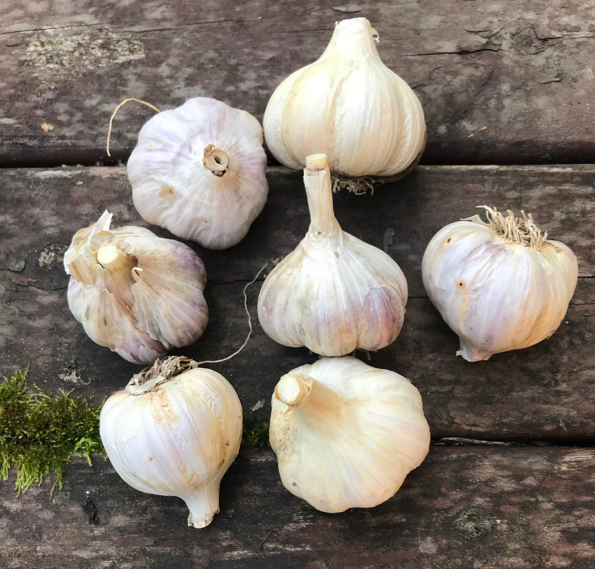 озимый чеснок