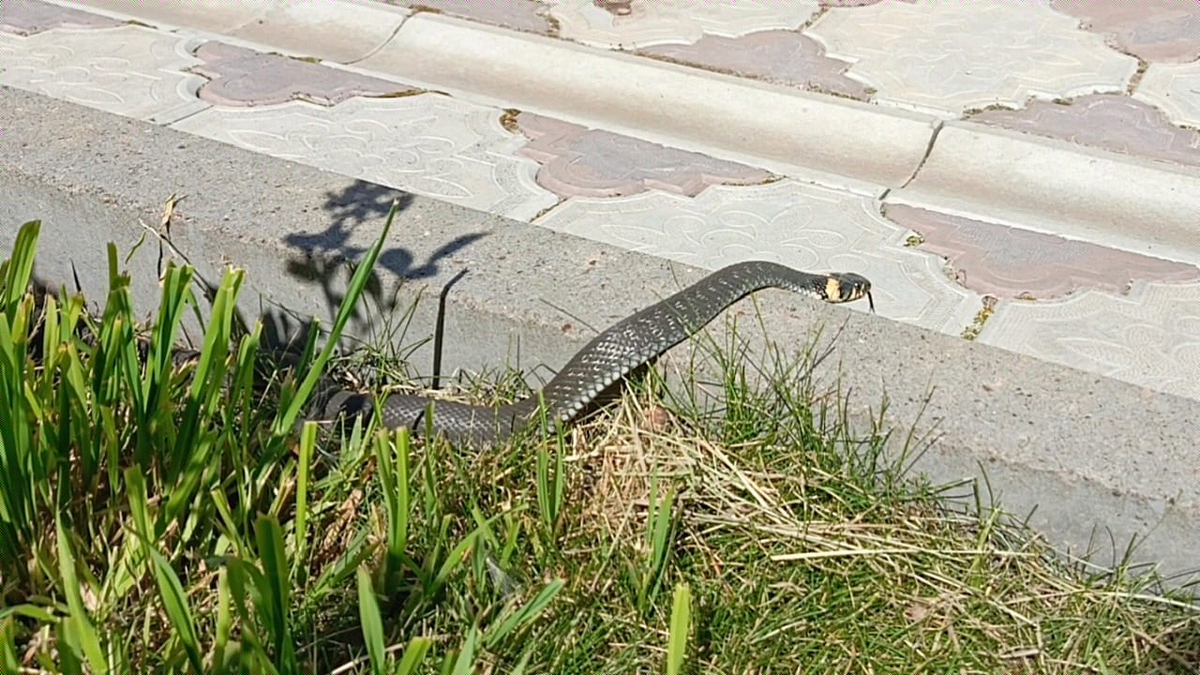 Вот такой красавчик)