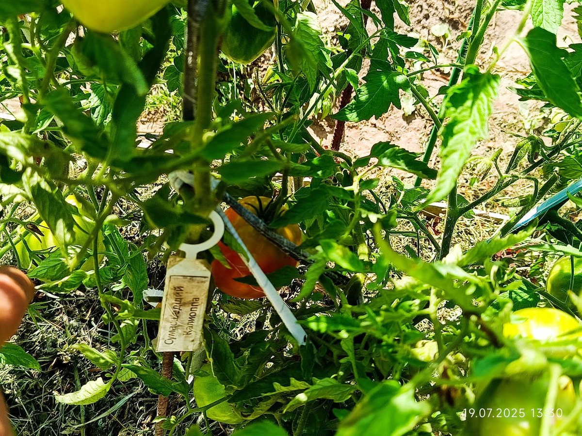 томатный гном Сумасшедший Калиоппа, улица, грядка. дата фото 19 июля