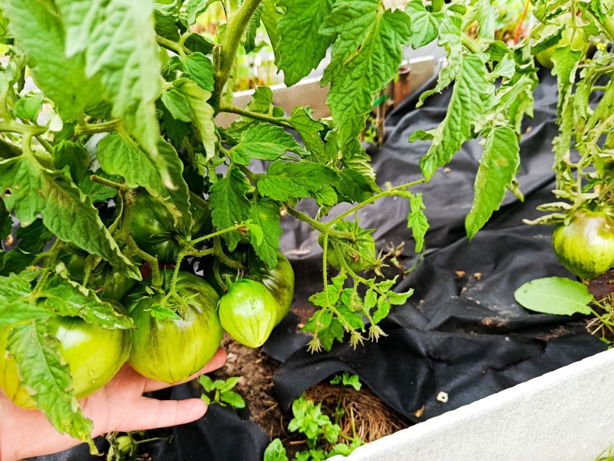 томатный гном Пурпурное (или Фиолетовое) сердце