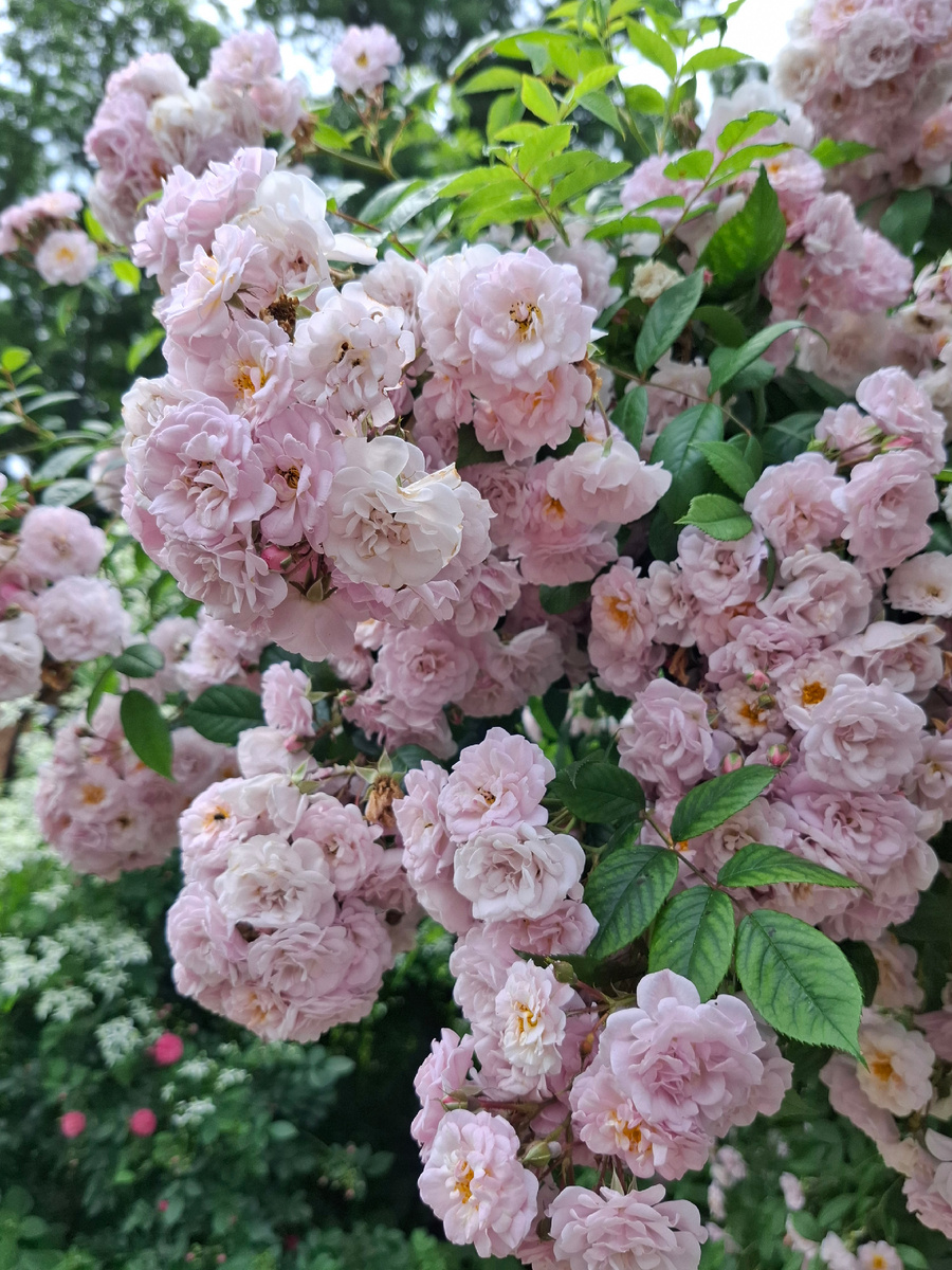 Цветут розы в ботаническом саду