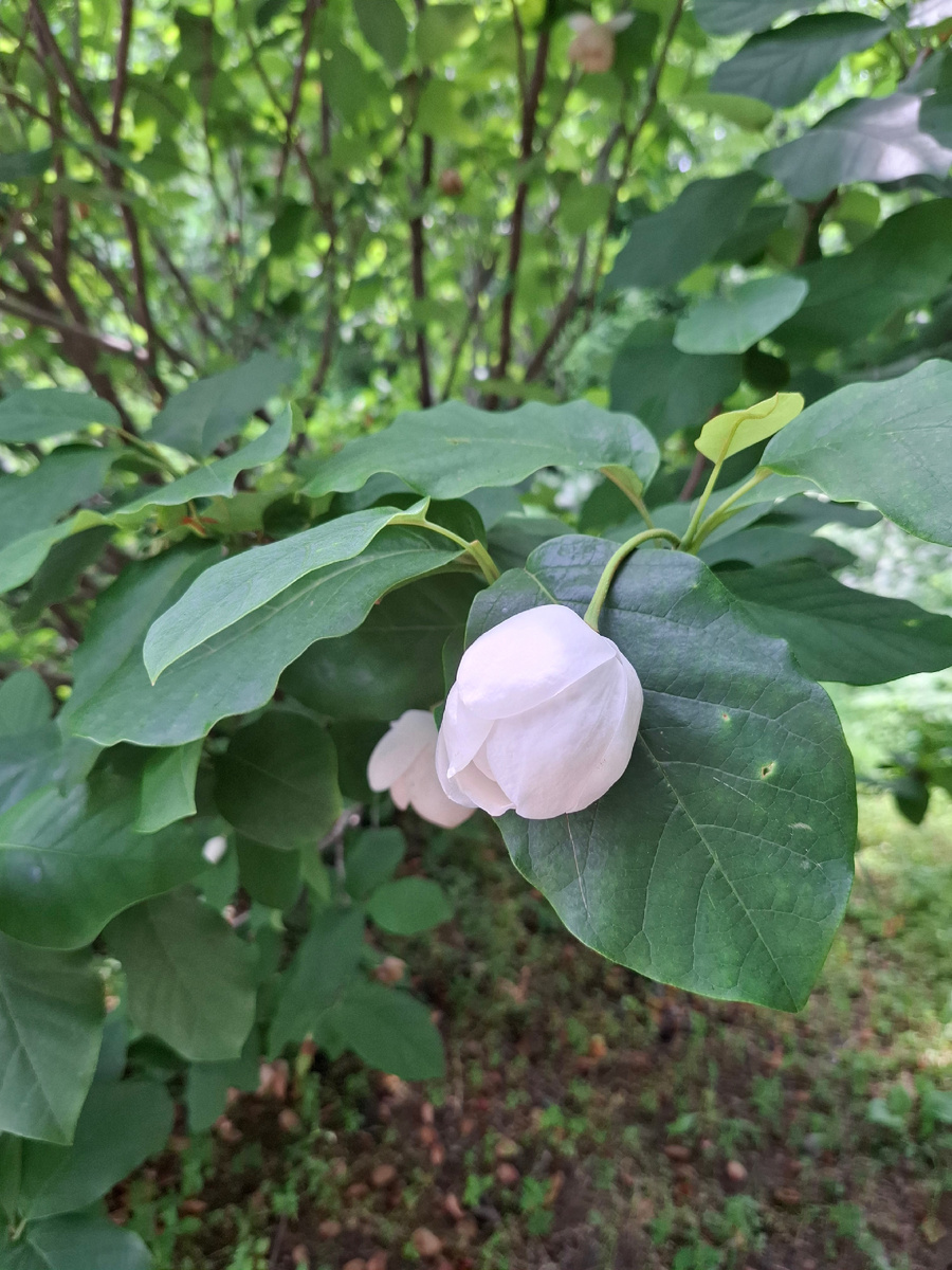 Цветок магнолии