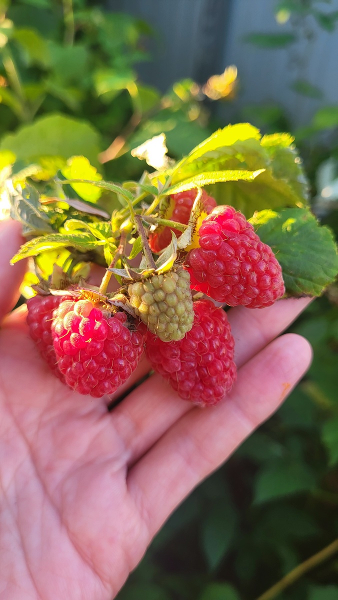 Малина Гусар в моем саду