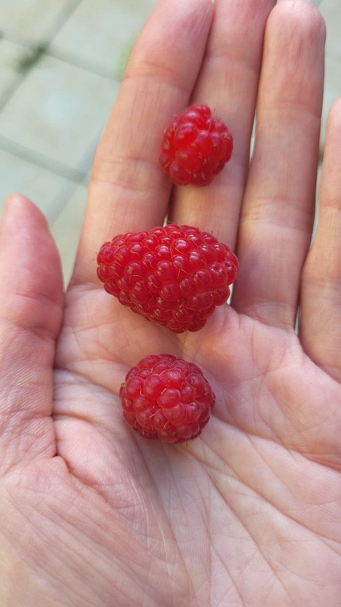 В середине Ягода малины сорта Гусар