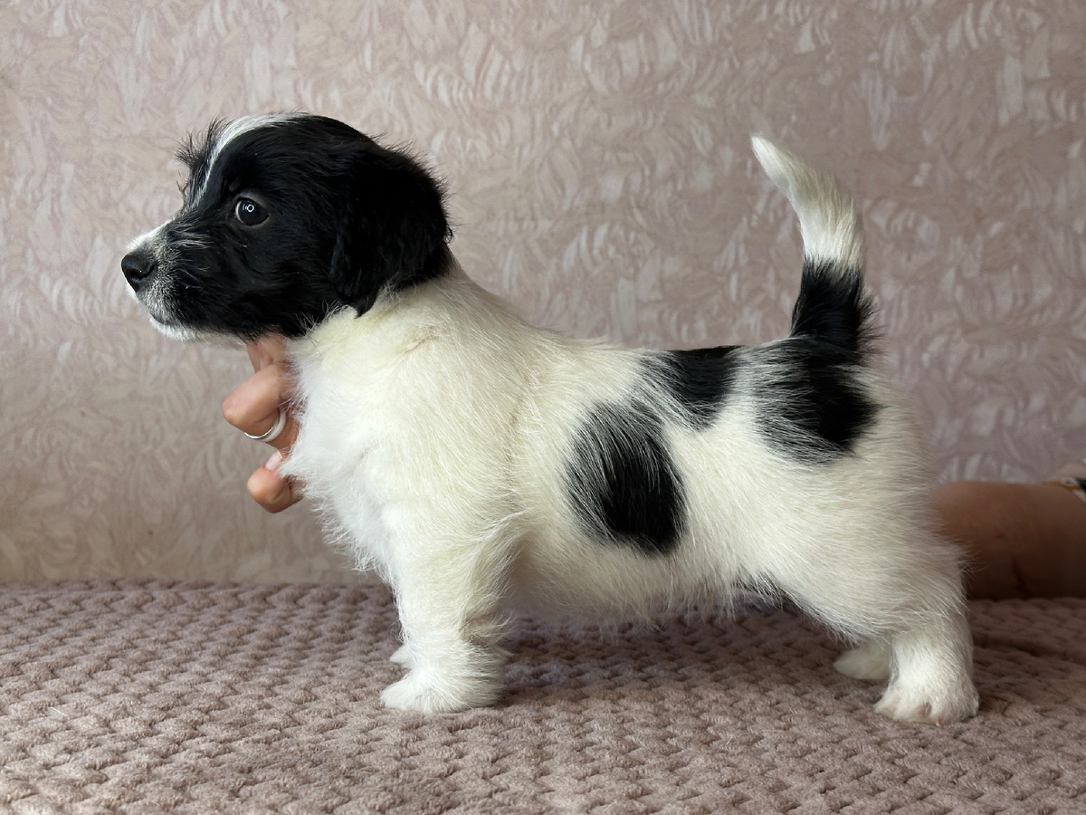 Джек рассел терьер 1,5 месяца