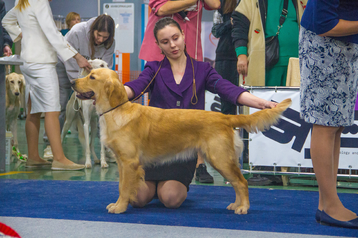 Золотистый ретривер 15 месяцев