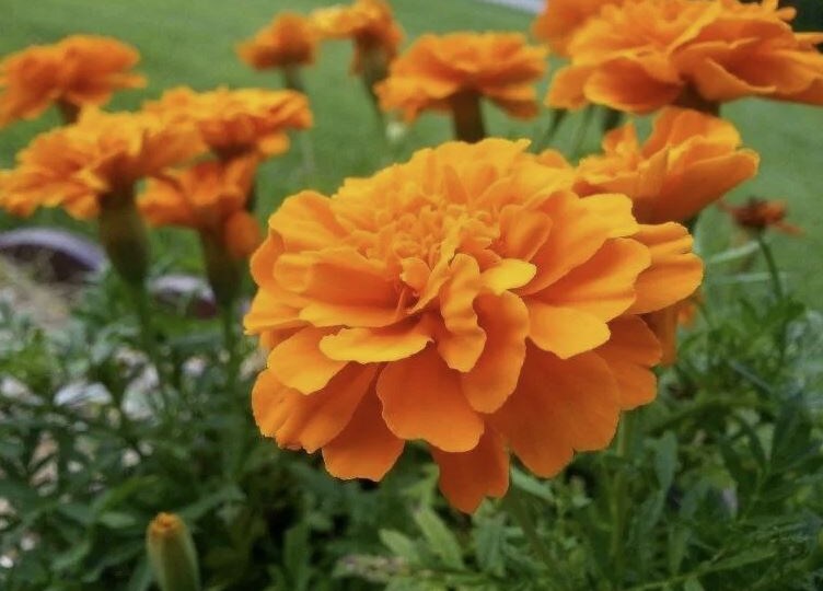 5 растений-защитников: что посадить рядом с овощами, чтобы вредители обходили грядки стороной