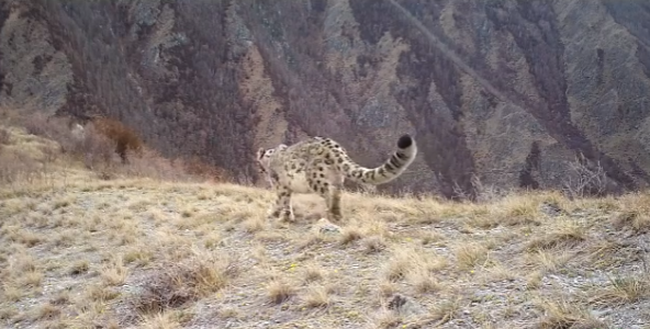     Ирбиса после плотного обеда сняли в заповеднике на юге Красноярского края
