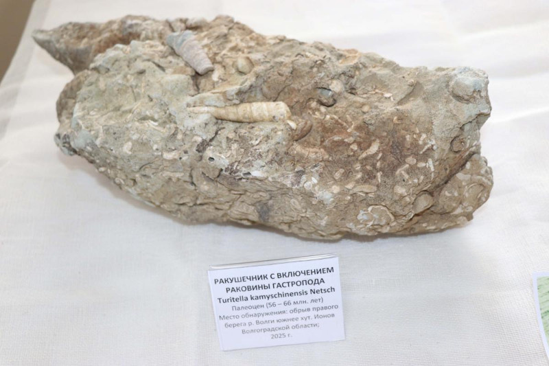    Турителла камышиненсис (хутор Ионов, Камышинский район; фото с сайта ТГТУ