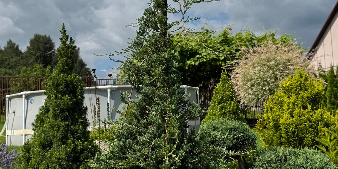 Делаю фонтан в виде дерева из можжевельника?!