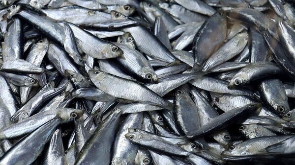    © Азово-Черноморское межрегиональное управление Россельхознадзора