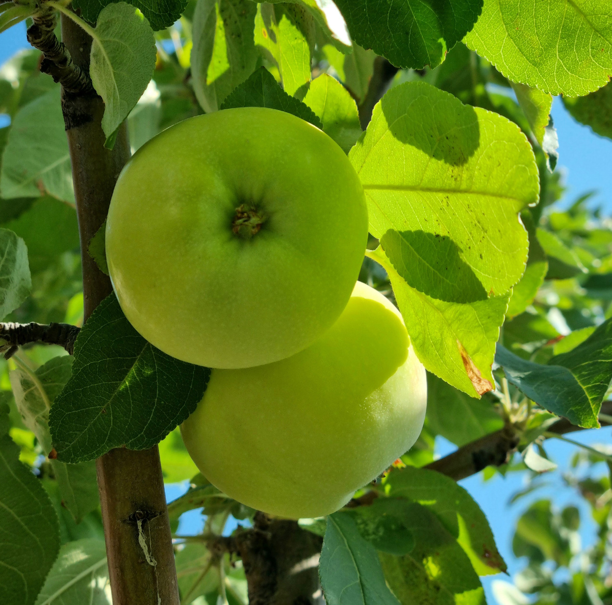 Безымянная яблонька - труженица. Фото: Зеленая леди, сад, семья и томатный сок 