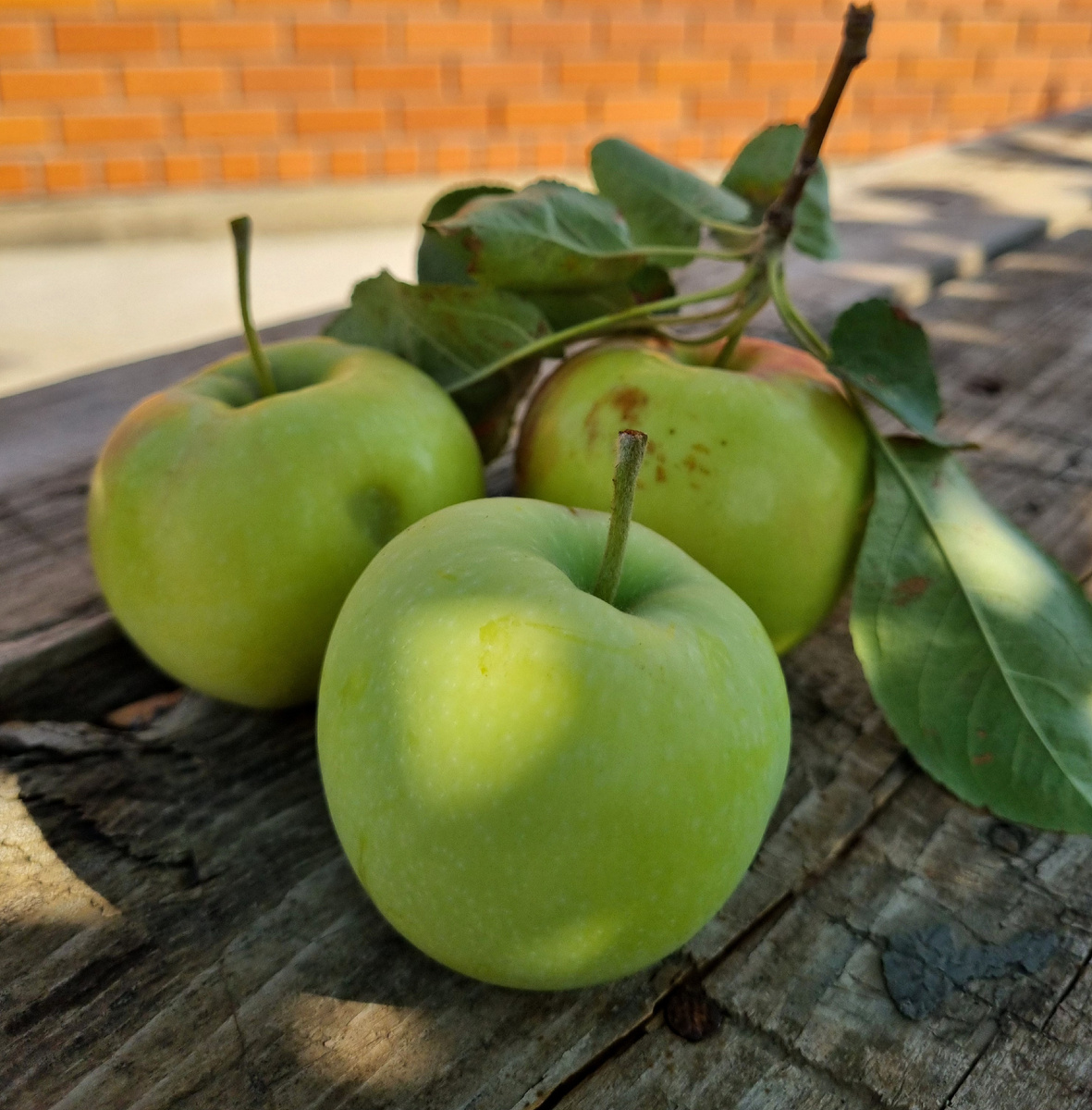 Тот случай, когда важна не внешность, а содержание! Фото: Зеленая леди, сад, семья и томатный сок
