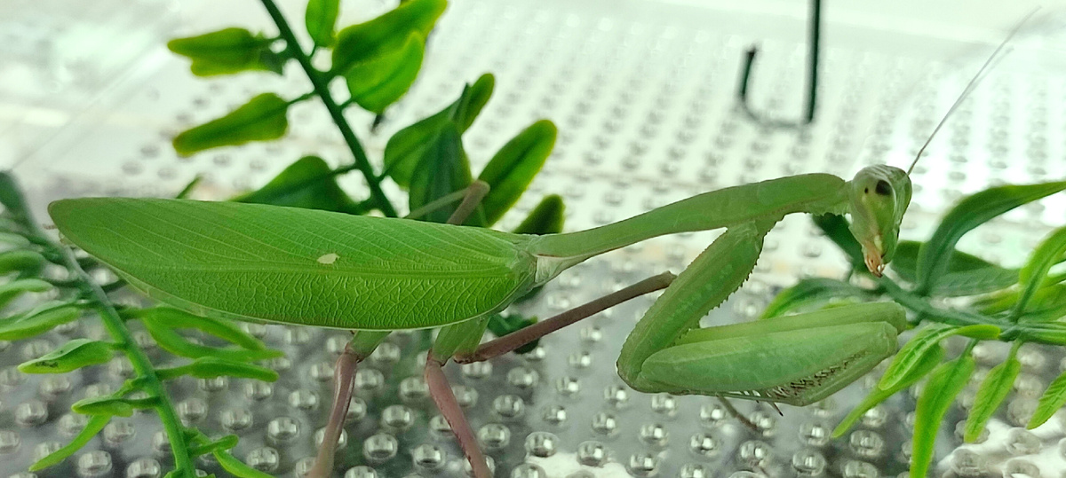 Выставка " Атлас "