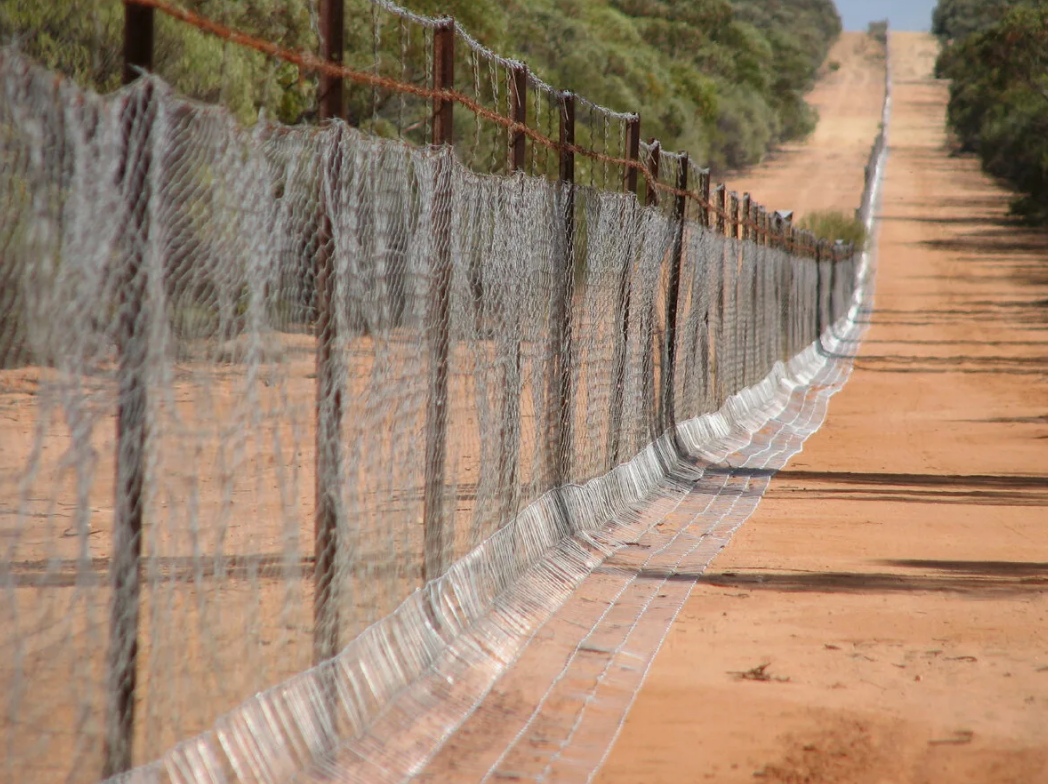 Самый длинный забор находится в Австралии. Его протяженность составляет 5614 километров! 