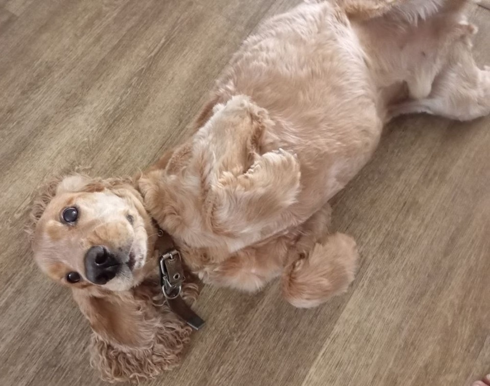     Усы, лапы и хвост – больше не документы. Совсем скоро каждому хвостатому потребуется Регистрационное удостоверение и чип в лохматом ухе