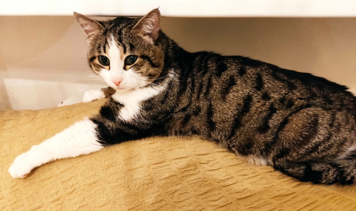     Котам тоже придется соответствовать и принять чипирование