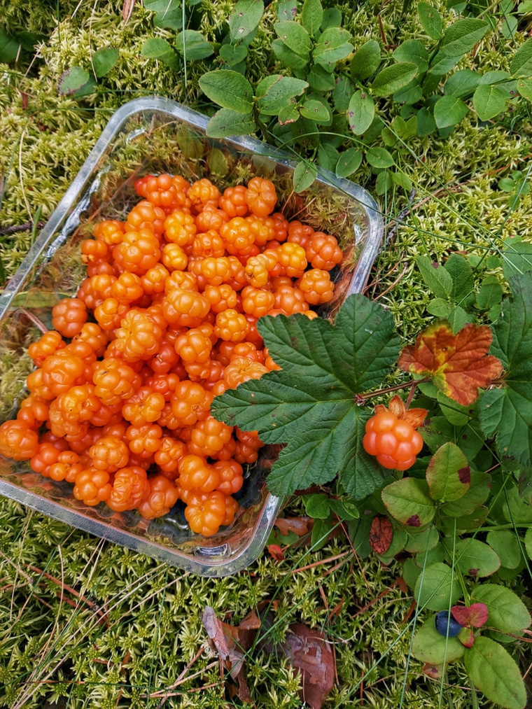 Морошка содержит много полезных витаминов и элементов. Фото: группа «Уральский ЯжеГРИБНИК» во «ВКонтакте»