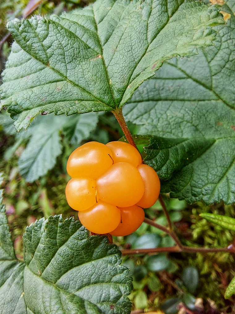 Например, витамины А и С. Фото: группа «Уральский ЯжеГРИБНИК» во «ВКонтакте»